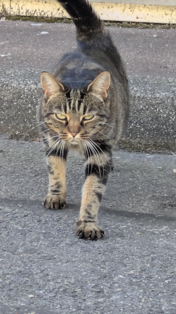 Street cat inconnu