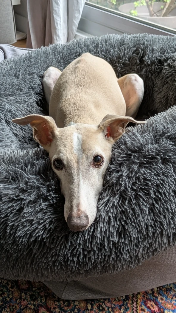 Cayrane aka Dobby