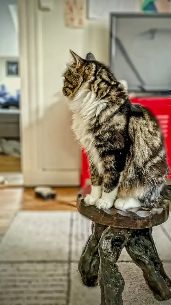 Pépin la diva