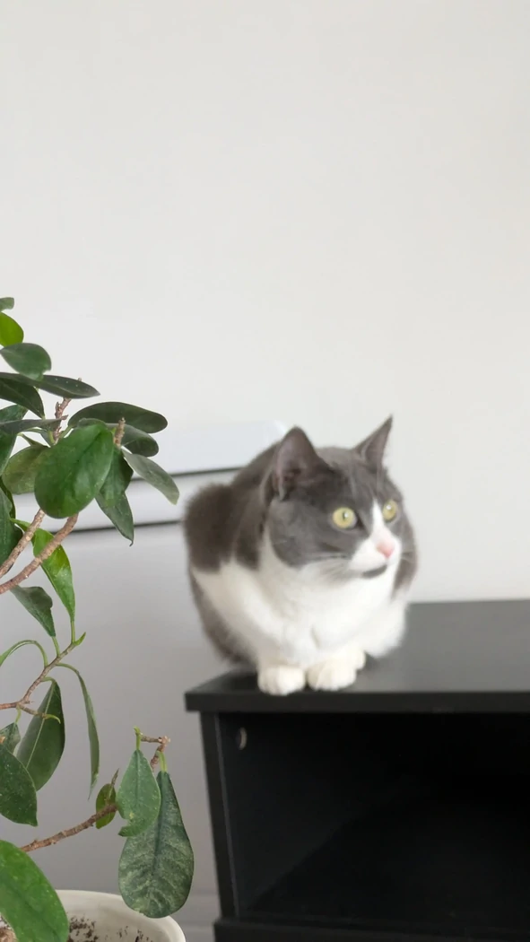Willow aka le démon