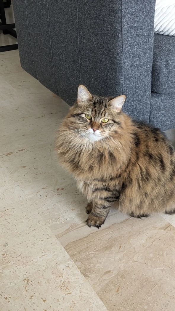 Archibald